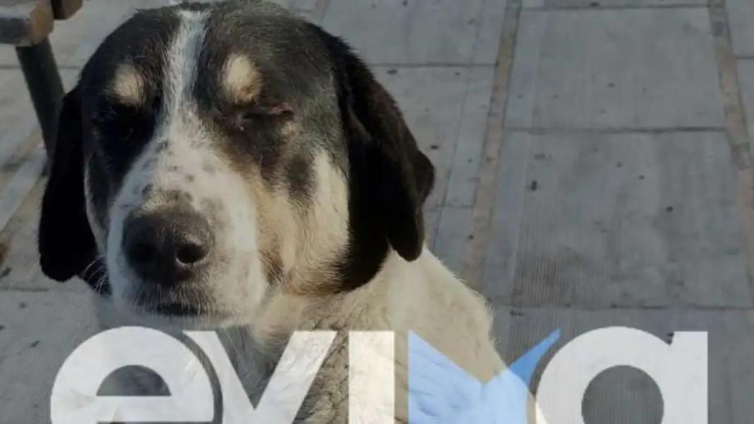 Εύβοια: Πυροβόλησαν και σκότωσαν αδέσποτο σκύλο