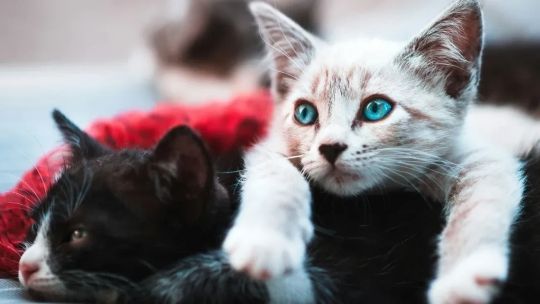 Νάξος: Είχε εγκλωβισμένες 58 γάτες σε ακατάλληλο χώρο – Συνελήφθη για κακούργημα