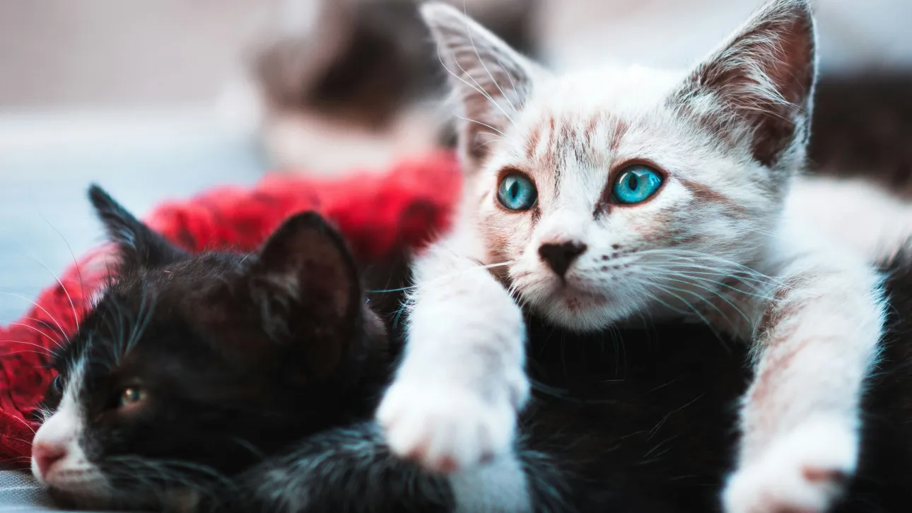 Νάξος: Είχε εγκλωβισμένες 58 γάτες σε ακατάλληλο χώρο – Συνελήφθη για κακούργημα