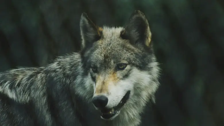 Λύκος έκανε βόλτα σε Πετρούπολη και Άνω Λιόσια – Δείτε το βίντεο