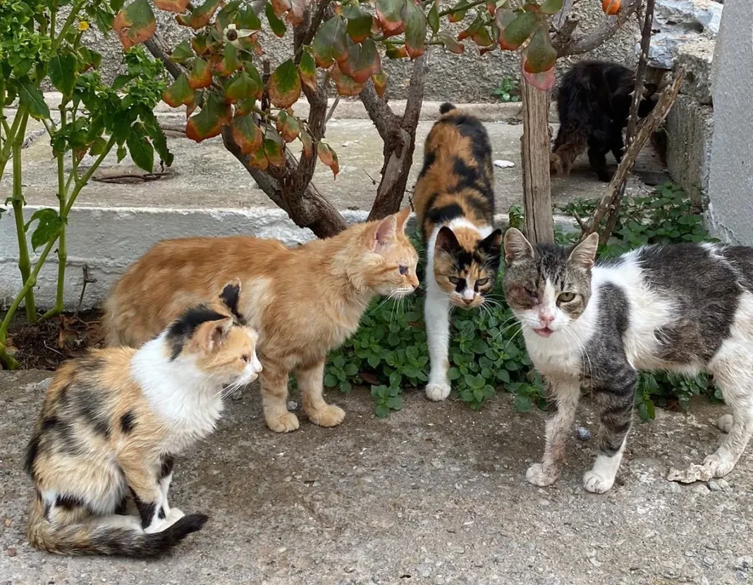 Σητεία: Είχε 23 γάτες στο σπίτι της σε άθλιες συνθήκες – Υπέφεραν τα ζώα