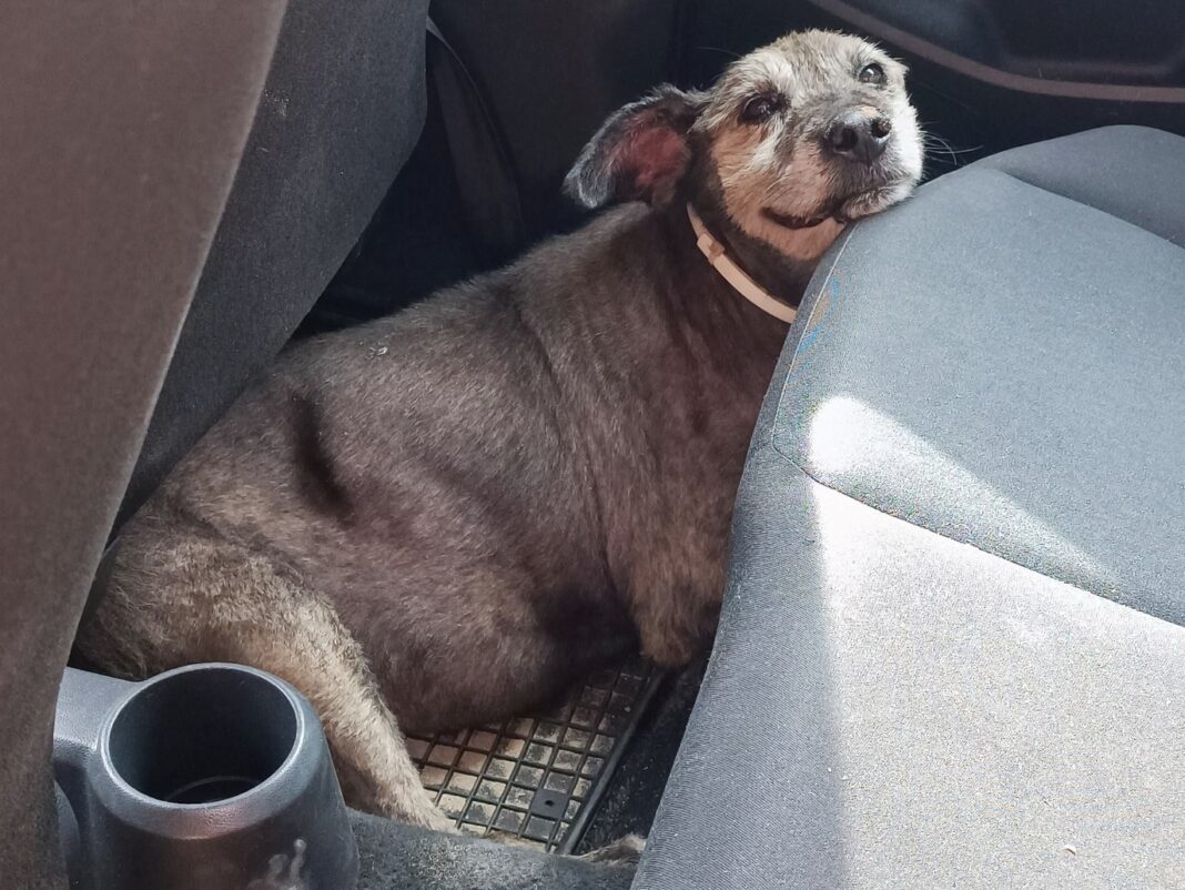 Η σωτήρια επέμβαση στον ΒΟΑΚ για ηλικιωμένη σκυλίτσα