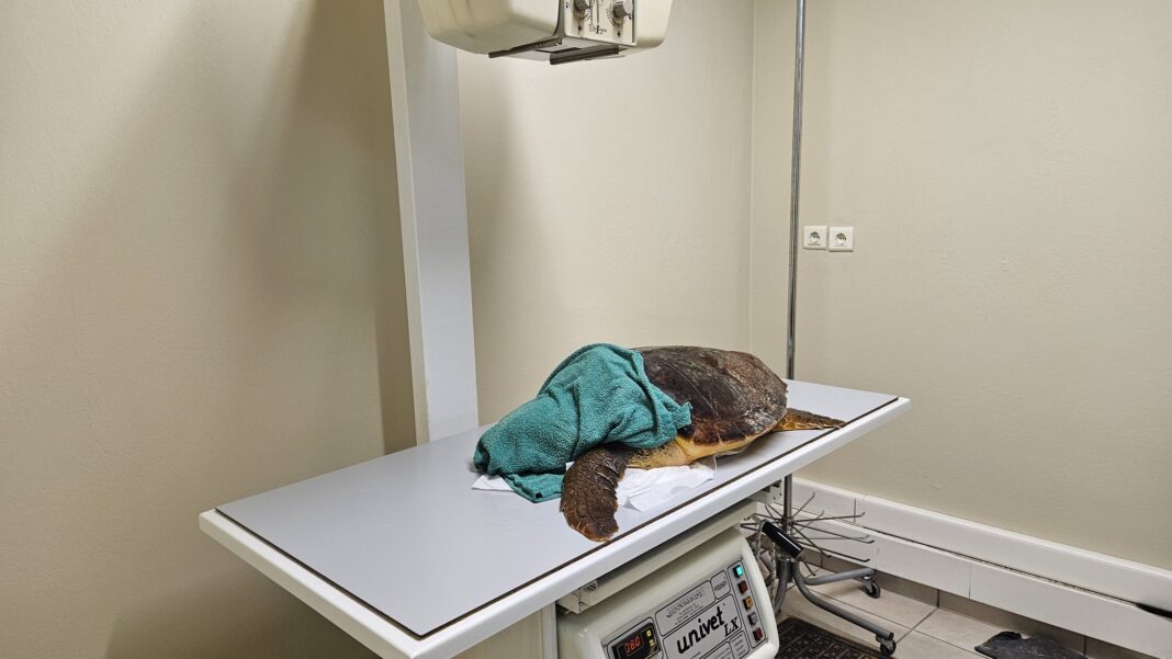 Τραυματισμένη αλλά ζωηρή η χελώνα Caretta Caretta!