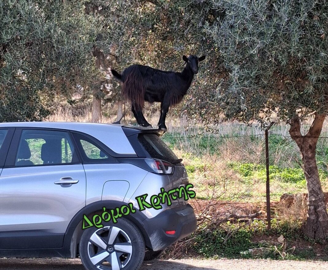 Νοσοκομείο Χανίων: Αδέσποτες… κατσίκες προκαλούν προβλήματα