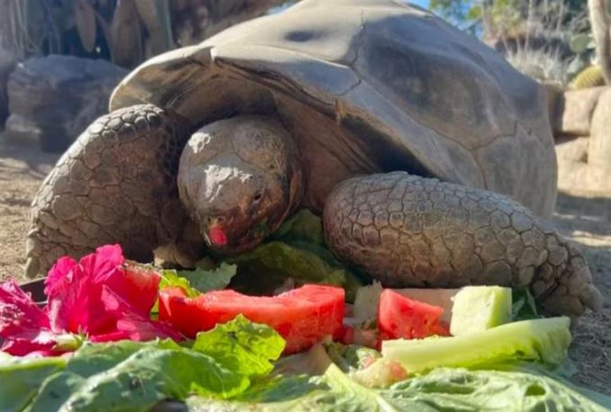 Πέθανε η χελώνα που είδε την εφεύρεση του τηλεφώνου και έζησε τους μενσεβίκους και δύο παγκόσμιους πολέμους
