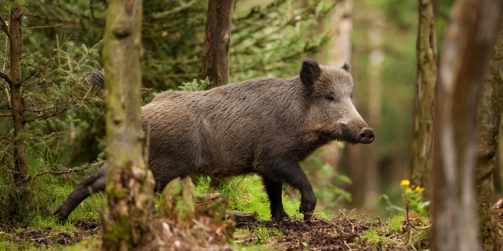 Νέος Βουτζάς: Κυνηγούσαν με καραμπίνες αγριόχοιρους μέσα στον οικισμό – Τι καταγγέλλουν οι κάτοικοι