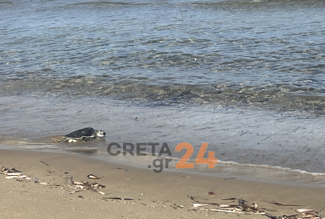 Ηράκλειο: Η «Ναυσικά» επέστρεψε στη θάλασσα μετά από τέσσερα χρόνια – Η ιστορία διάσωσης της πράσινης χελώνας