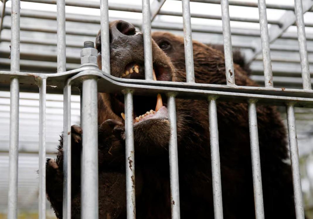 Ιαπωνία: Στέλνει στρατεύματα για να βοηθήσει στην καταπολέμηση των θανατηφόρων επιθέσεων από αρκούδες