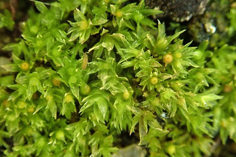 Το μοναδικό φυτό που άντεξε 9 μήνες στο διάστημα