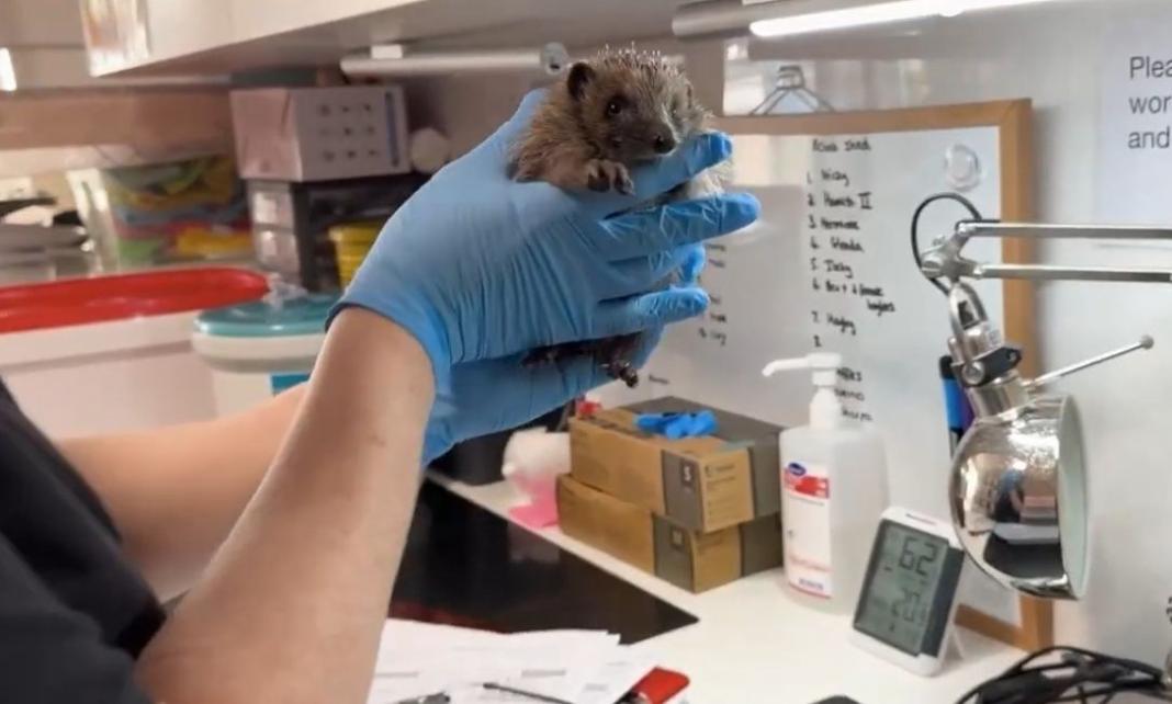 Σκωτία: Μετέτρεψαν το σπίτι τους σε κέντρο διάσωσης σκαντζόχοιρων