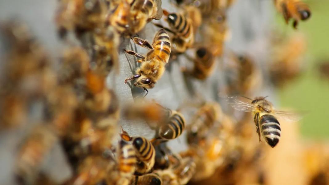 Ανακαλύφθηκε νέο είδος μέλισσας – Oνομάστηκε Λούσιφερ λόγω της διαβολικής της όψης