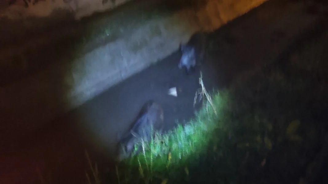 Αγριογούρουνα έκαναν τη… βόλτα τους σε περιοχή της Θεσσαλονίκης