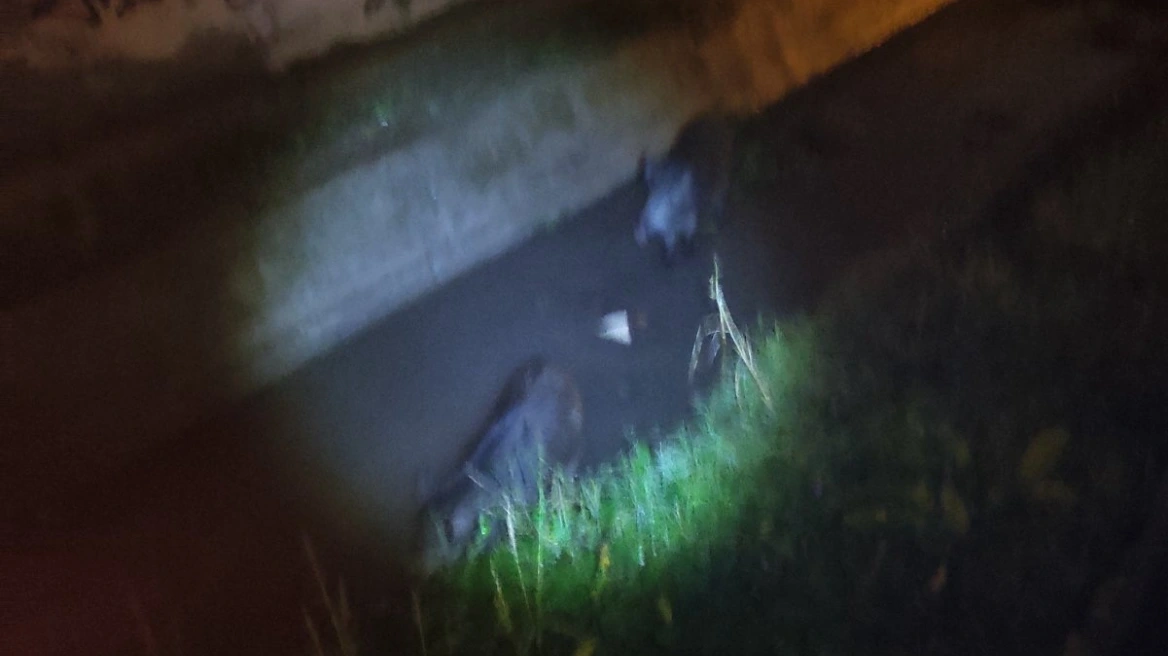 Αγριογούρουνα έκαναν τη… βόλτα τους σε περιοχή της Θεσσαλονίκης