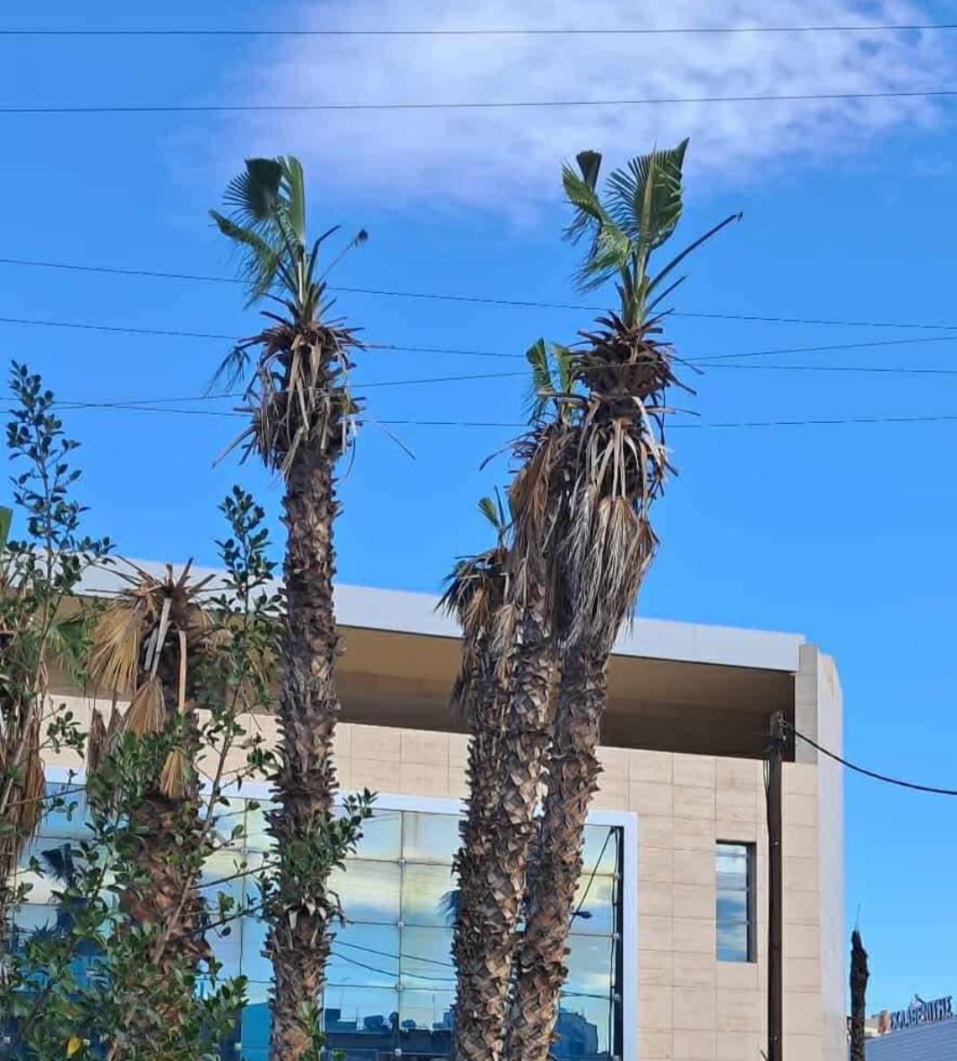 Σήμα κινδύνου για τους φοίνικες που ακουμπούν στύλους της ΔΕΗ