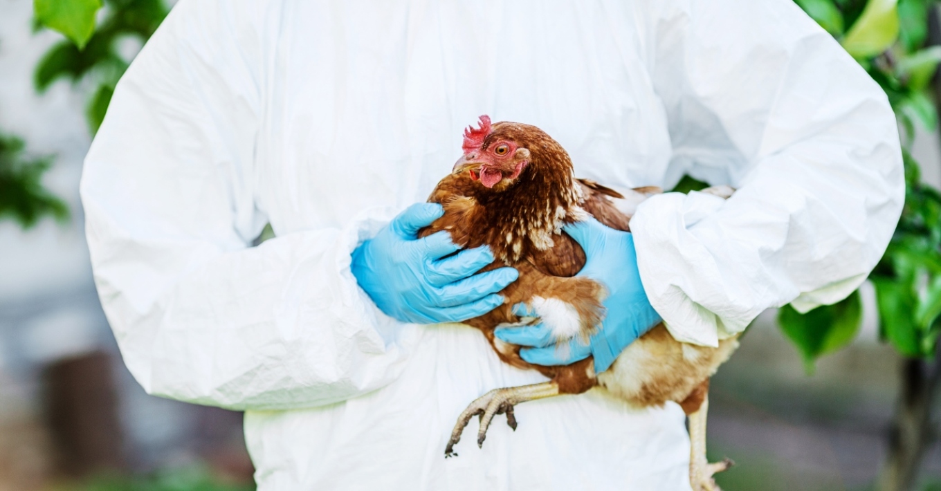 Σε έξαρση η γρίπη των πτηνών – Αυξημένος ο κίνδυνος για τους ανθρώπους προειδοποιεί το ECDC