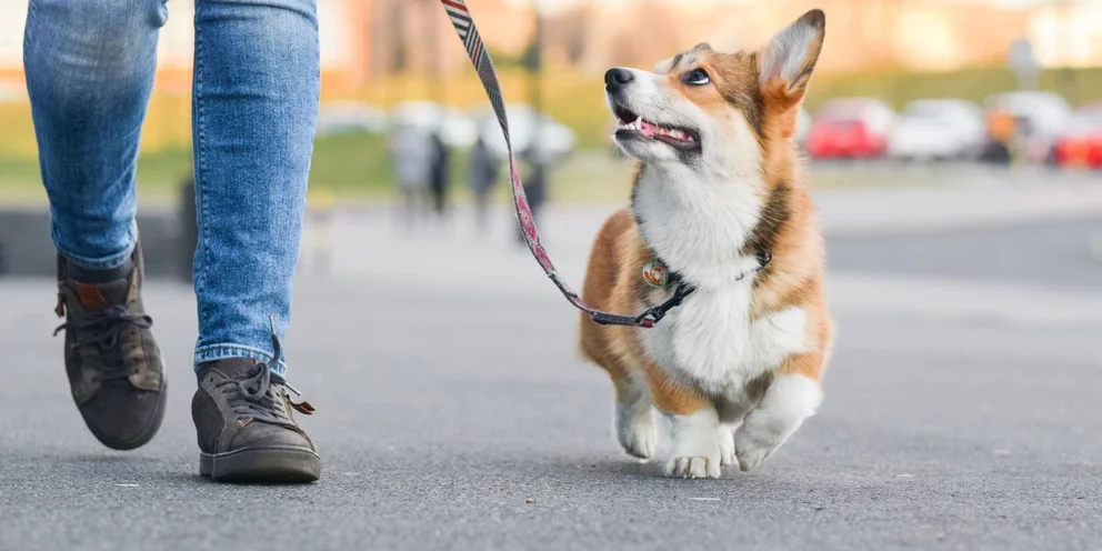 Η ΕΕ αλλάζει τους κανόνες: Οι ιδιοκτήτες κατοικίδιων θα πρέπει να υιοθετήσουν αυτό το νέο μέτρο για σκύλους και γάτες