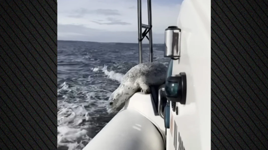 Η… μεγάλη απόδραση: Φώκια ξεφεύγει από τις όρκες πηδώντας στο σκάφος φωτογράφου