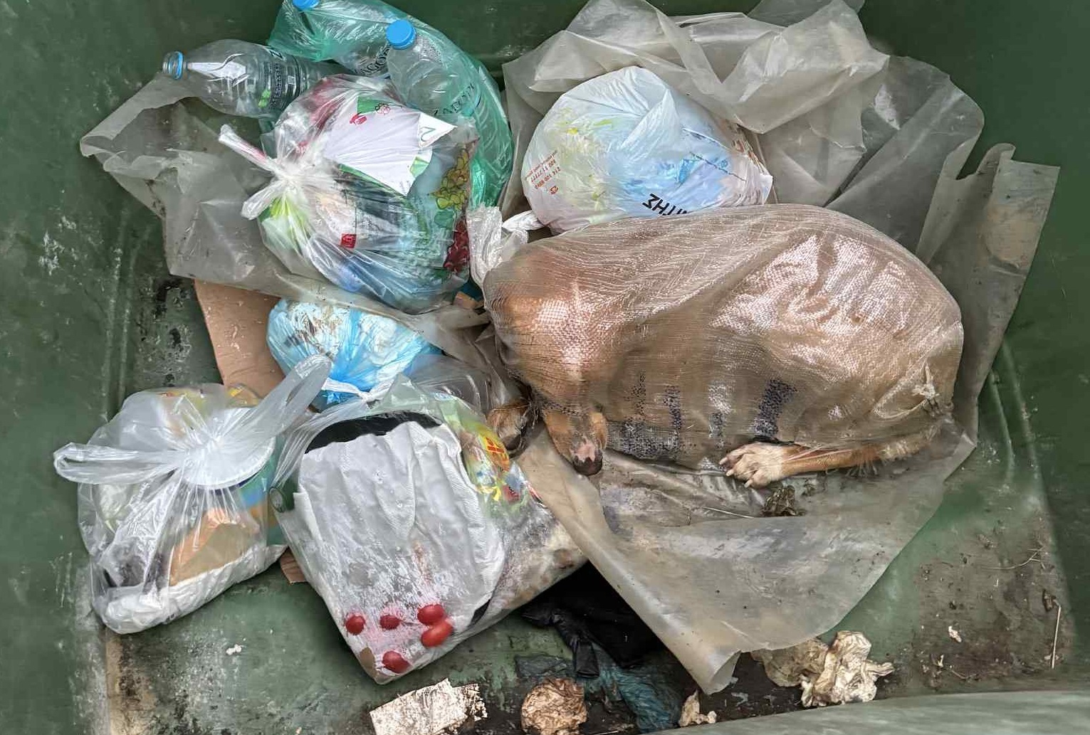 Μεγαλόπολη: Έβαλαν σκυλίτσα σε τσουβάλι και την πέταξαν σε κάδο απορριμμάτων