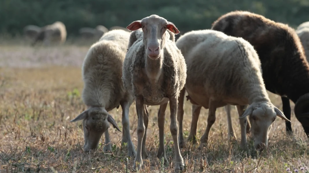 Νέο μοντέλο διαχείρισης στην ευλογιά των αιγοπροβάτων – Διαφάνεια και αυστηροί έλεγχοι στα βιολογικά
