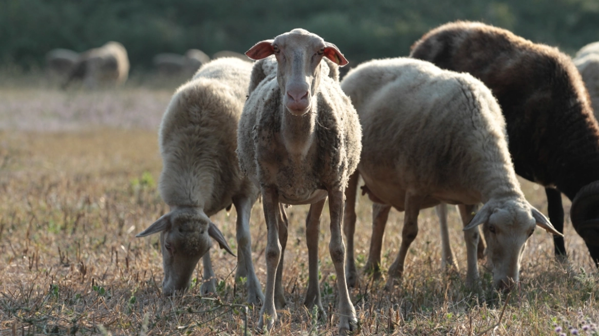 Νέο μοντέλο διαχείρισης στην ευλογιά των αιγοπροβάτων – Διαφάνεια και αυστηροί έλεγχοι στα βιολογικά