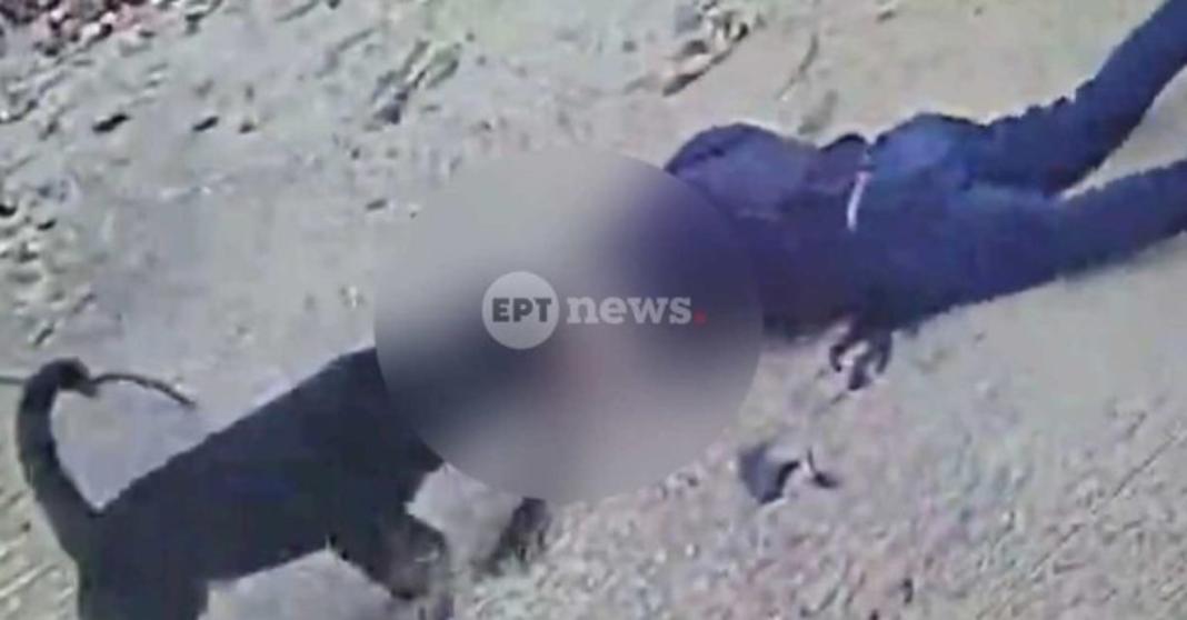 rottweiler-kalamata-1024x535-1-768x401-1 (1) Καλαμάτα: Διασωληνωμένος ο 76χρονος που δέχτηκε επίθεση από τον σκύλο του