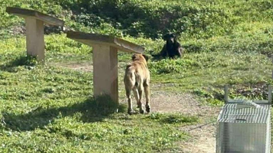 Άργος: Άγρια επίθεση αδέσποτων σκυλιών σε 17χρονη – Νοσηλεύεται σε κρίσιμη κατάσταση