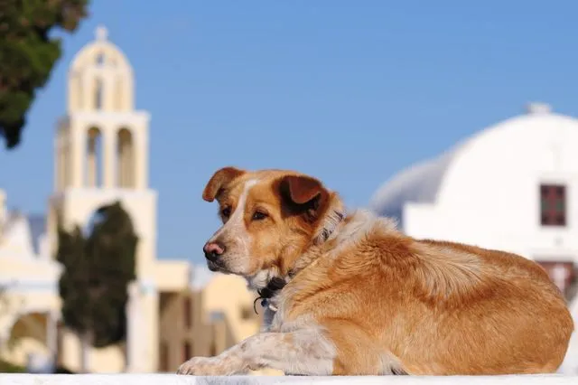 Ρόδος: Θεία λειτουργία και αγιασμός για τα ζώα συντροφιάς