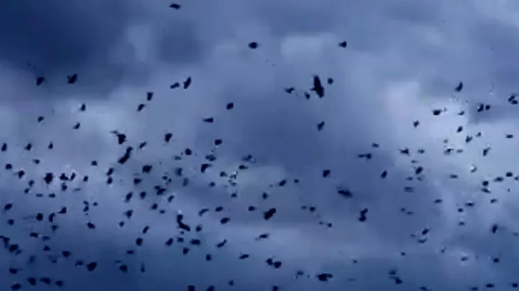 Το φαινόμενο του «μουρμουρητού» στα Τρίκαλα, σμήνη πουλιών «χορεύουν» στον ουρανό