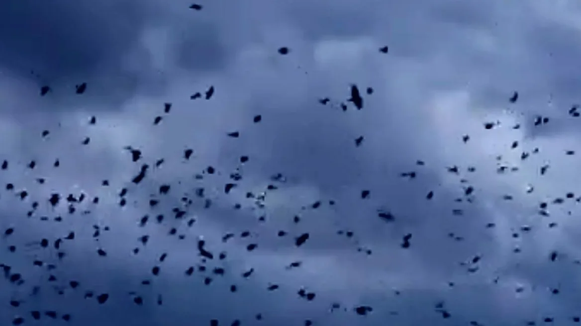 Το φαινόμενο του «μουρμουρητού» στα Τρίκαλα, σμήνη πουλιών «χορεύουν» στον ουρανό