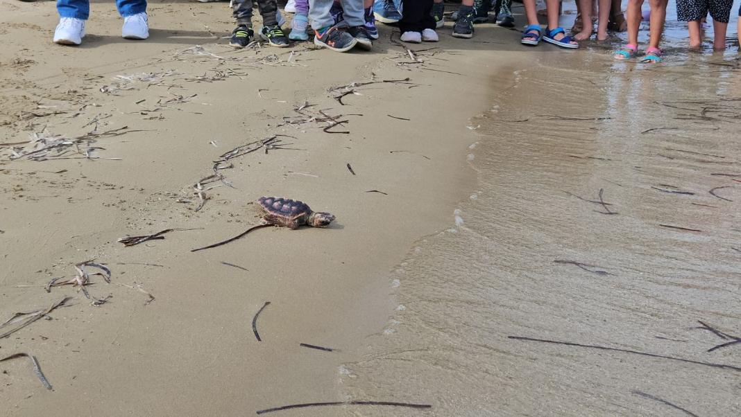 Μετά τη «Ναυσικά», επέστρεψε… σπίτι του και ο «Παναγιώτης» – Φωτογραφίες από την απελευθέρωση της caretta caretta