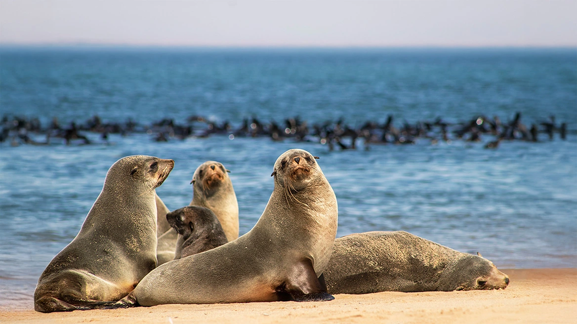 SOS για τους θαλάσσιους ελέφαντες