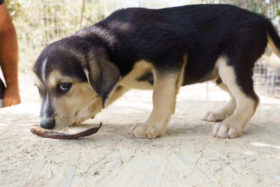 «Αδέσποτα Ζώα Συντροφιάς»: Νέα ειδική κατηγορία στην ιστοσελίδα του Δήμου Μινώα Πεδιάδας με στόχο την προώθηση των υιοθεσιών