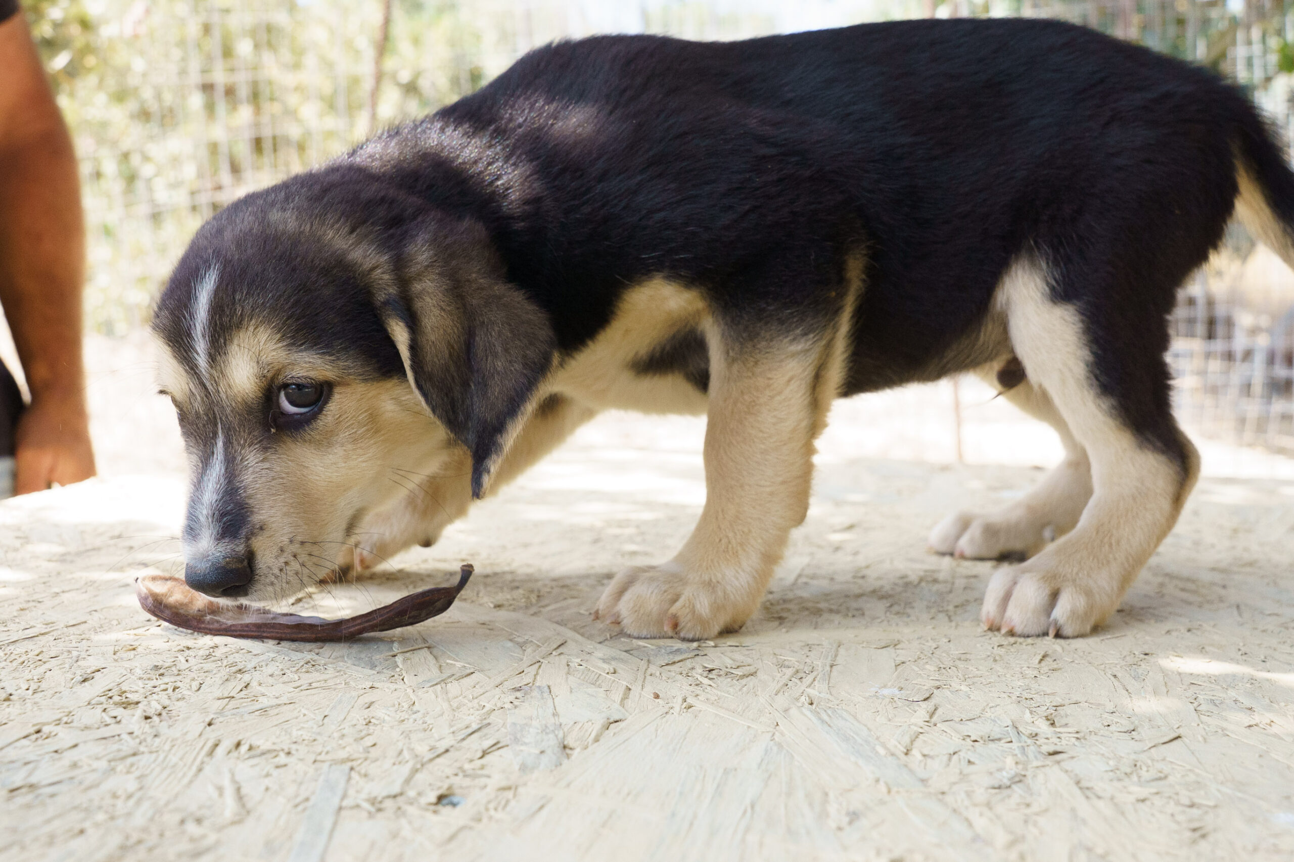 «Αδέσποτα Ζώα Συντροφιάς»: Νέα ειδική κατηγορία στην ιστοσελίδα του Δήμου Μινώα Πεδιάδας με στόχο την προώθηση των υιοθεσιών