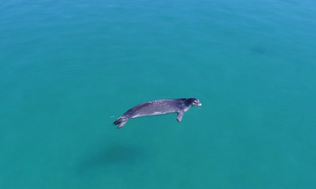 «Κρύβονται για να επιβιώσουν»: Ο τουρισμός διώχνει τη μεσογειακή φώκια από τις ακτές