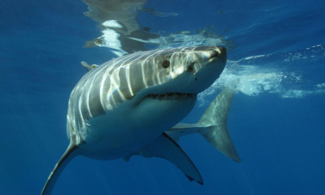 Οι μεγάλοι λευκοί καρχαρίες της Μεσογείου απειλούνται με εξαφάνιση
