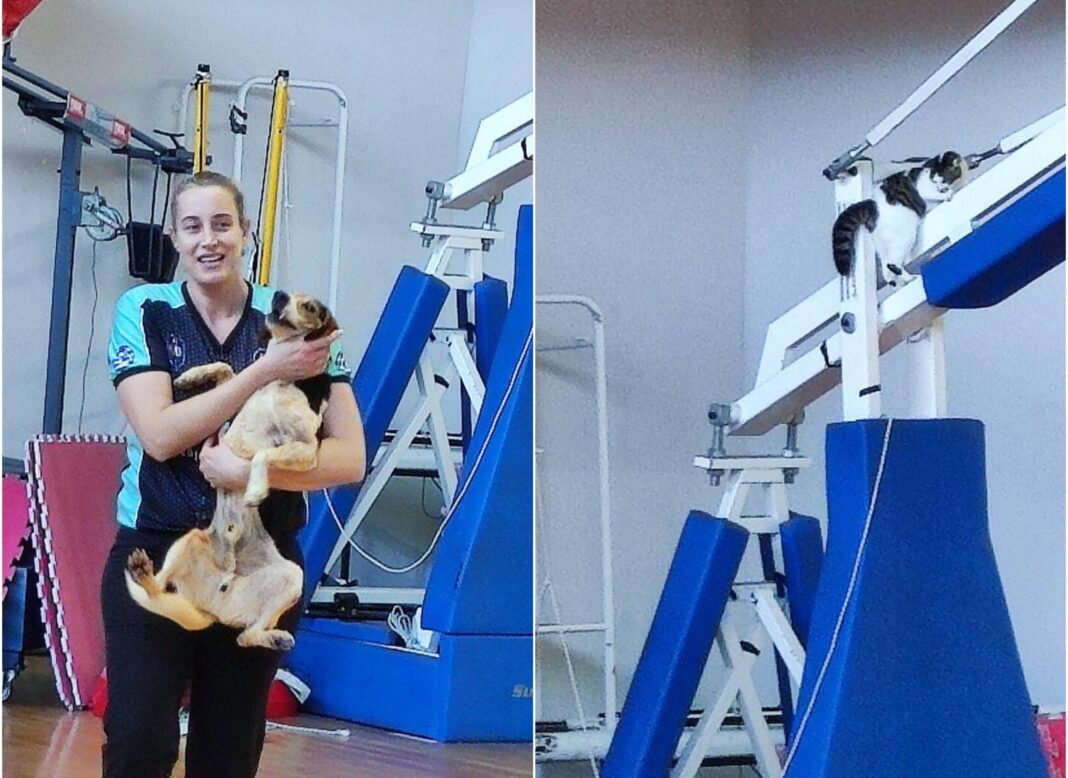 Οι… απρόσμενοι τετράποδοι επισκέπτες καθυστέρησαν την έναρξη του αγώνα