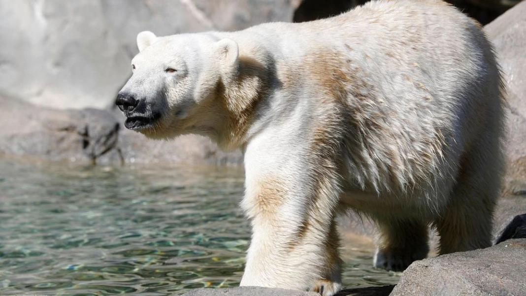 Αλλάζει το DNA των πολικών αρκούδων για να προσαρμοστούν στην υπερθέρμανση του πλανήτη