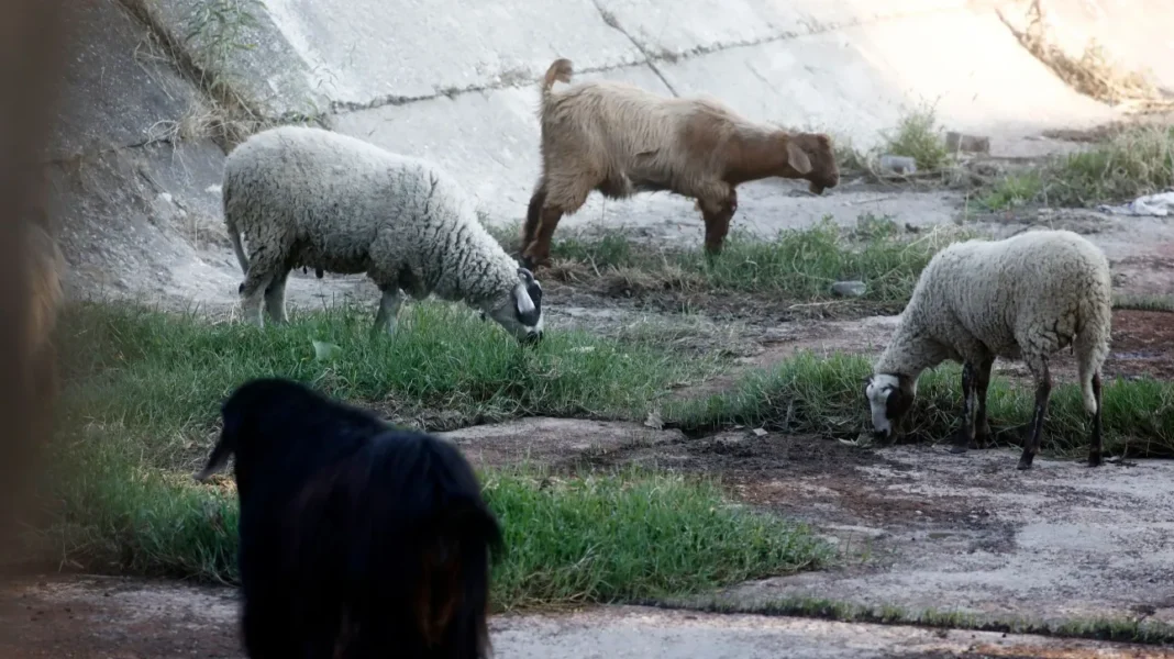 Αυξάνονται τα κρούσματα της ευλογιάς των αιγοπροβάτων: 80 νέα περιστατικά σε 17 Περιφέρειες
