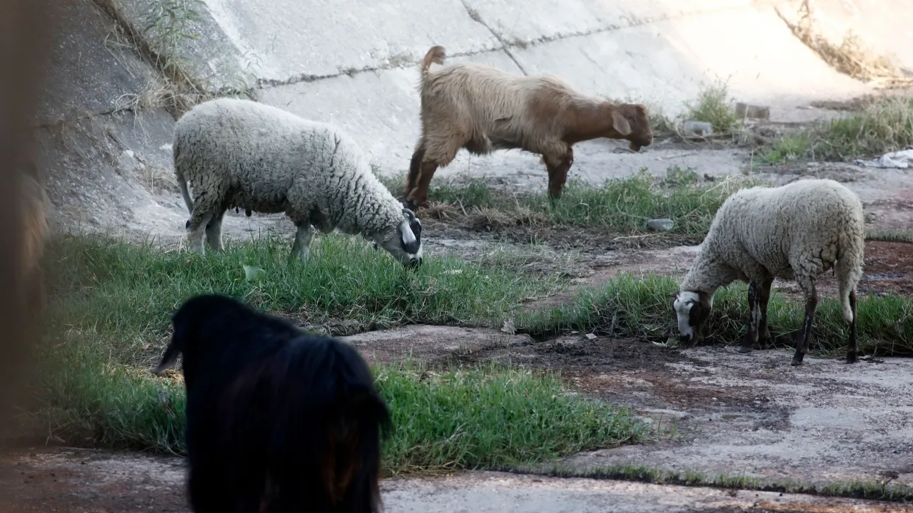 Αυξάνονται τα κρούσματα της ευλογιάς των αιγοπροβάτων: 80 νέα περιστατικά σε 17 Περιφέρειες