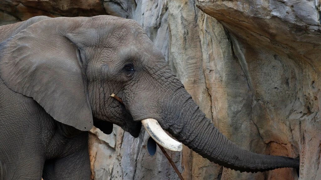 Τρεις άνδρες έκαψαν ζωντανό ελέφαντα στη Σρι Λάνκα – Οργή στα μέσα κοινωνικής δικτύωσης