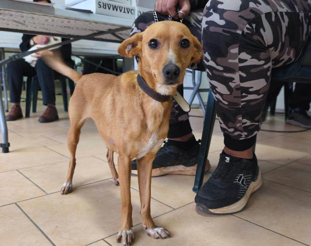 Δ. Μινώα Πεδιάδας: 198 στειρώσεις, 199 ηλεκτρονικές σημάνσεις και 40 δείγματα DNA σε ζώα συντροφιάς