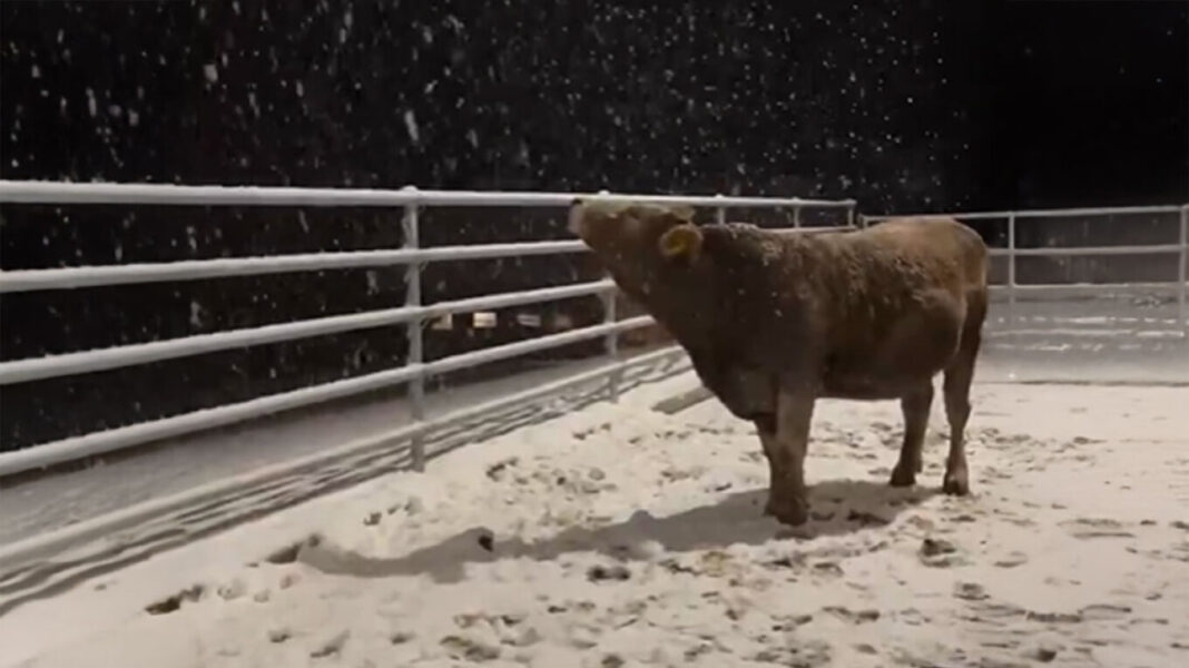 Η viral αντίδραση μιας αγελάδας στο… χιόνι – Βίντεο