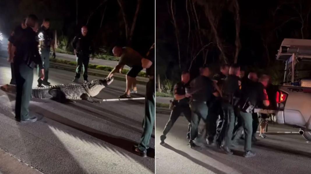 Εντυπωσιακό βίντεο: 7 αστυνομικοί έδωσαν «μάχη» με τεράστιο αλιγάτορα 272 κιλών