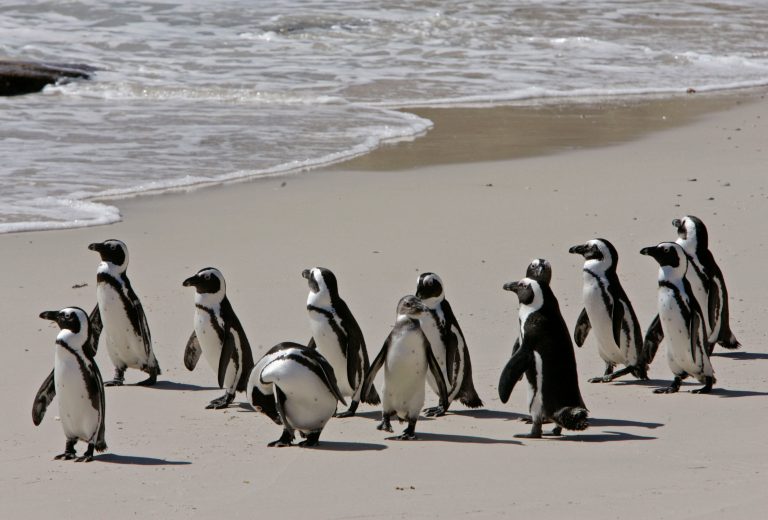 Πάνω από 60.000 πιγκουίνοι πέθαναν από πείνα στη Νότια Αφρική
