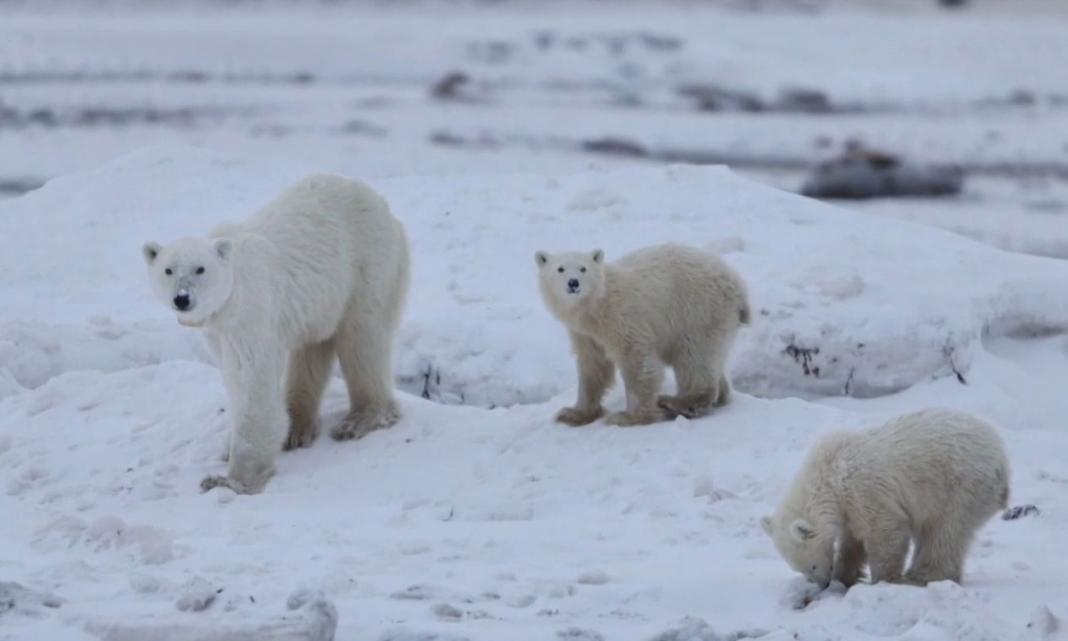 Πολική αρκούδα υιοθέτησε μωρό αρκουδάκι – «Είναι ασυνήθιστο», λένε οι επιστήμονες – Βίντεο