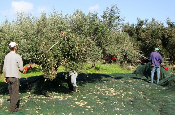 «Όσοι επιμένουν με τα δελτία αποστολής στα λιόφυτα δεν έχουν σχέση με την πραγματικότητα»