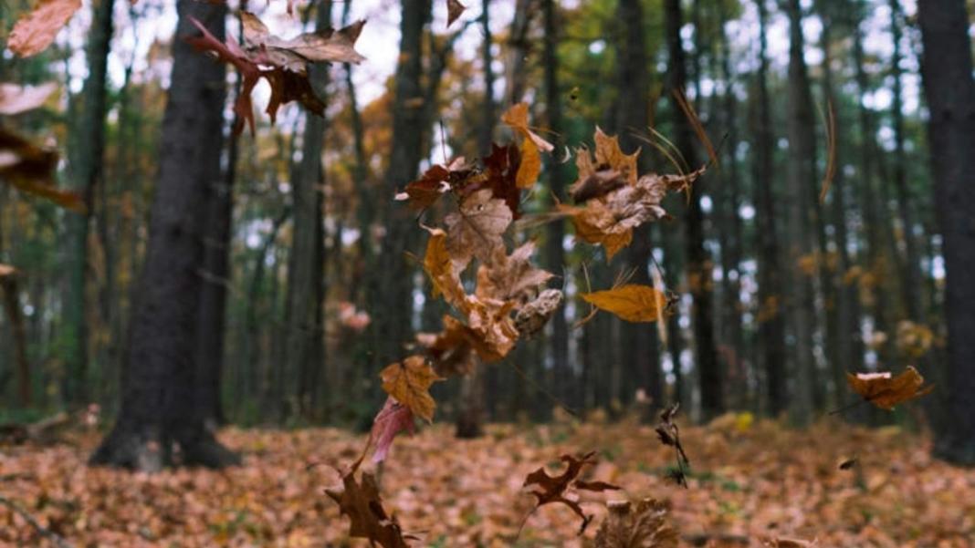 Άγγλος συνταξιούχος πήρε πρόστιμο επειδή έφτυσε ένα… φύλλο – Βίντεο