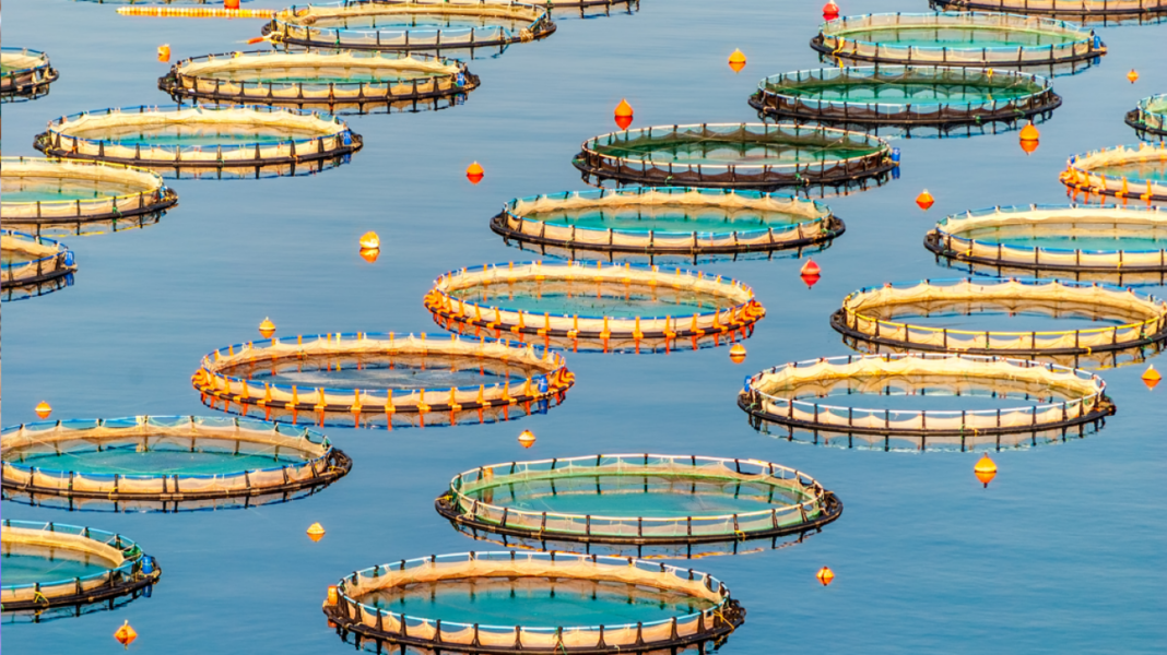 Νέο πρόγραμμα ύψους 26 εκατ. ευρώ για μεταποίηση προϊόντων αλιείας και υδατοκαλλιέργειας