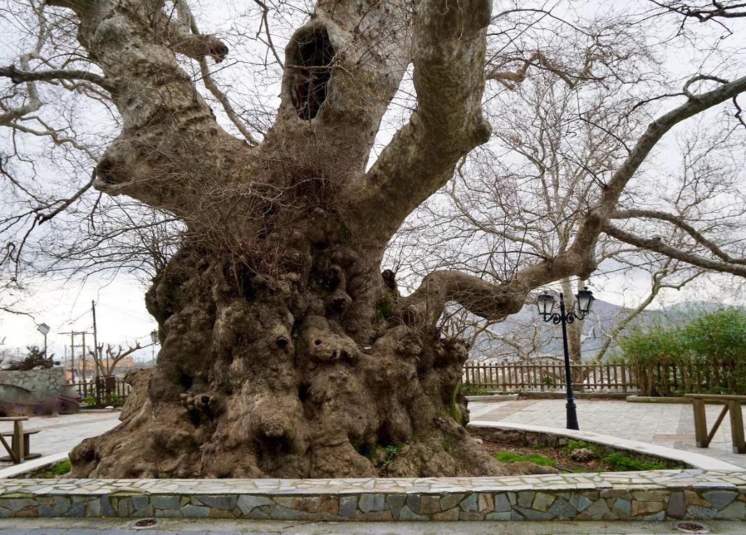 Δήμος Χερσονήσου: Έτσι θα προστατευθεί ο ιστορικός πλάτανος στο Κράσι