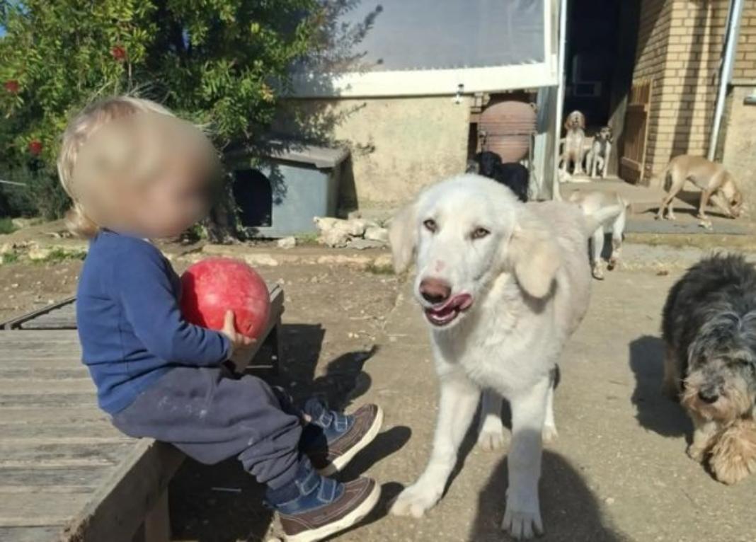 Ζάκυνθος: Αυτός είναι ο 2χρονος που κατασπάραξε το πίτμπουλ